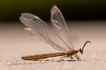 close-up of a antlion