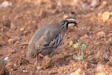 red-legged partridge looks for food