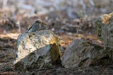 a gray flycatcher with a cicade as prey in the beak