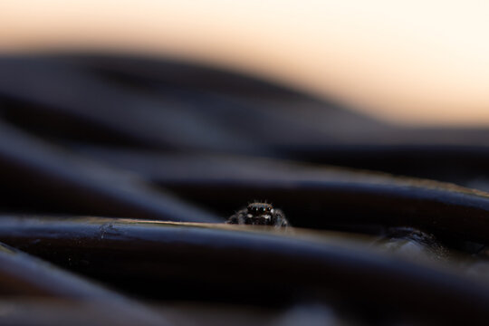 close-up of a jumping spider on rattan