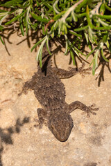 a wall gecko in the balearic islands