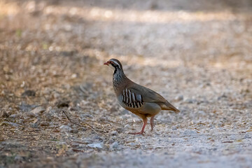a red-legged partridge crosses a gravel path