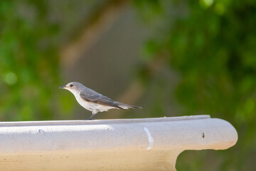 a gray flycatcher sits on the edge of a fountain