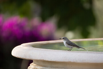 a gray flycatcher sits on the edge of a fountain