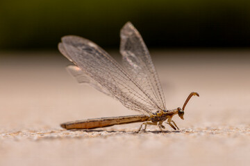 close-up of a antlion