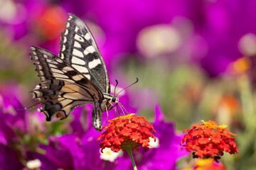 swallowtail butterlfy on colorful flowers