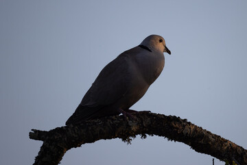 collared dove on the branch of an almond tree