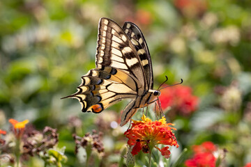 swallowtail butterfly collect pollen on colorful flowers