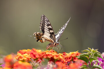 swallowtail butterfly collect pollen on colorful flowers
