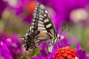 swallowtail butterfly collect pollen on colorful flowers