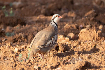 red-legged partridge looks for food