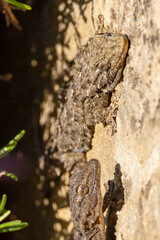 a wall gecko in the balearic islands