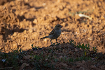 silhouette of a sparrow with brown background