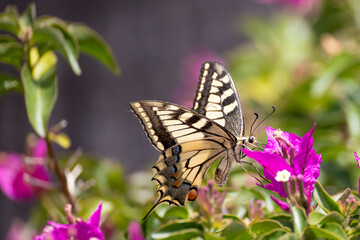 swallowtail butterfly collect pollen on colorful flowers