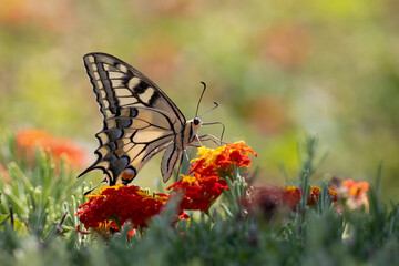 swallowtail butterfly collect pollen on colorful flowers