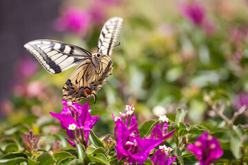 swallowtail butterfly collect pollen on colorful flowers