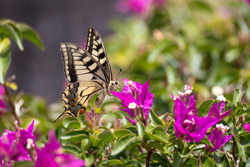 swallowtail butterfly collect pollen on colorful flowers