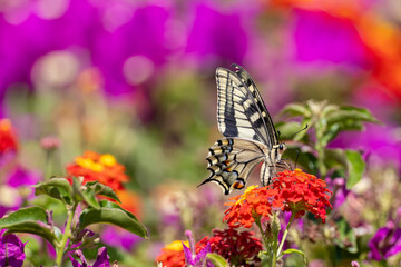 swallowtail butterfly collect pollen on colorful flowers