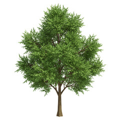 Obraz premium Isolated Tree Illustration Green Leaves Transparent Background