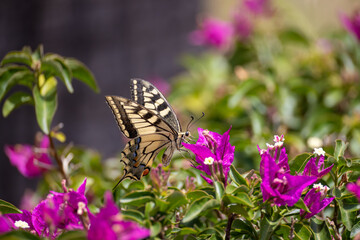 swallowtail butterfly collect pollen on colorful flowers