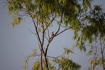 a hoopooe sits on a tree 