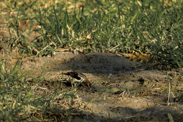 A cute Spotted Hyena puppy plays with a ball in the vibrant green grass on a sunny day