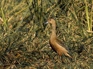 Lesser Whistling Duck and a great crested grebe on the pond, a wild animal with brown feathers and a long beak