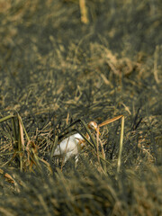 A stunning great blue heron, a large white egret, and a great white heron Ardea cinerea stand in a natural wetland