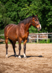 Obraz premium Elegant brown horse with white spot on muzzle calmly stands in pen. Coat shines and shimmers in sun, emphasizing beauty of animal. Concept of nature, farm life, animals and horse care.