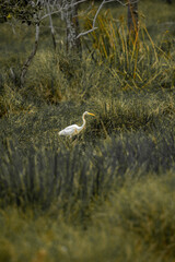 A stunning great blue heron, a large white egret, and a great white heron Ardea cinerea stand in a natural wetland