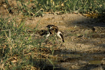 A cute Spotted Hyena puppy plays with a ball in the vibrant green grass on a sunny day