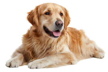 Golden retriever dog realistic ,isolated on transparent background