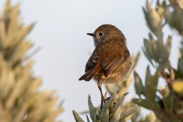Brown Thornbill (Acanthiza Pusilla)