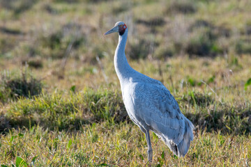Brolga (Antigone Rubicunda)
