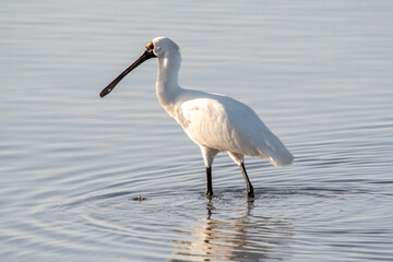 Royal Spoonbill (Platalea Regia)