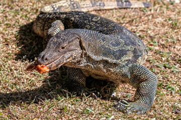 Closeup portrait of asian Water Monitor lizard (Varanus salvator) in Lumphini Park, downtown Bangkok. Food in its mouth; Green grass in the background. 
