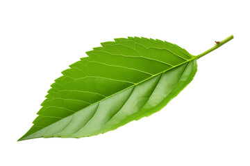 Obraz premium One Green Tea Leaf, Separated On Transparent Background