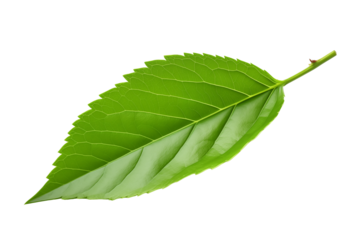 One Green Tea Leaf, Separated On Transparent Background