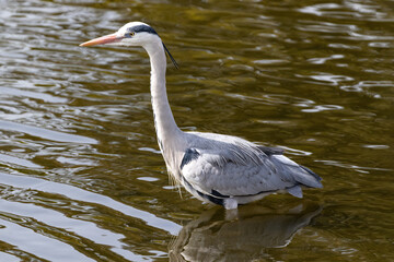 Fototapeta premium Gray heron (Ardea cinerea) standing in lake at Nijo Castle in Kyoto, Japan. 