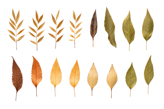 Set of leaves on transparent background