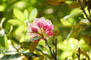 東山植物園