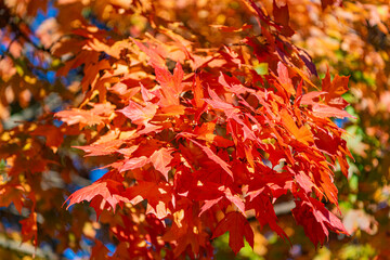 Autumnal sunny day. Seasonal leaves on tree. Natural autumn leaves. Autumn beauty of nature. Fall season nature. Fall leaves of tree. Warm weather. Autumn tree. Nature in fall season