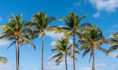 Fototapeta premium Palm tree. Summer vacation in Florida. Palm tree of California. Tropical beach in Miami. Tropical outdoor scene with palm tree. Tropical summer vacation. Exotic nature. Lush palm foliage