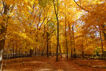 Nature in autumn. Fall weather outdoor. Leaves in autumn nature forest. Fallen leaves. Windy path. Autumn nature forest. Orange and yellow fall leaves. Fall season colors