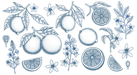 Hand drawn citrus set with lemons and orange slices in vintage style