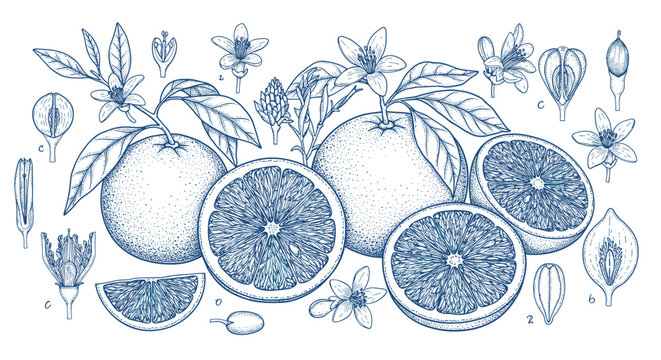 Elegant botanical citrus study featuring detailed blue ink stippling