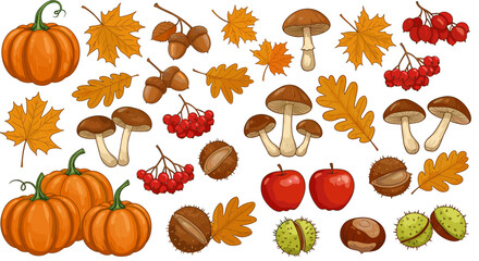 Autumn harvest collection: pumpkins, mushrooms, acorns, and leaves on white background