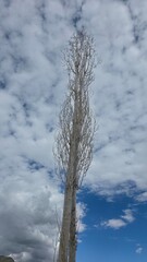 Solitary Tree Touches the Sky