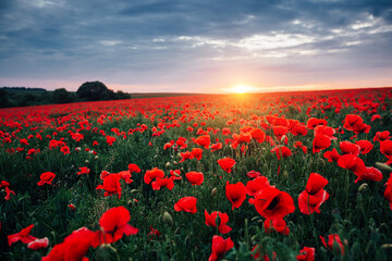 Fototapeta premium Breathtaking field of red poppies under a glowing sunset with a moody sky. Photo wallpaper.