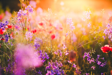 Blooming wildflowers paint a vibrant landscape under a glowing sunset.